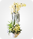 Orkideli Tasarım Çiçek