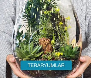 Teraryum