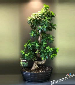 S Bonsai