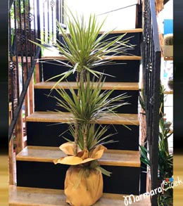 ÜçlüDrasena Marginata