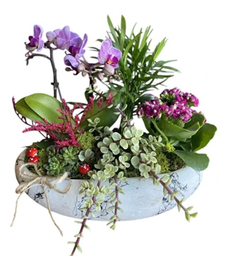 Mini Orkide Kalanchoe