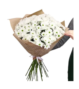 25 Beyaz Kasımpatı (Krezantem)
