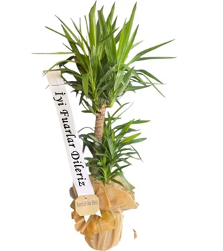 2'li Uzun Yucca Saksı Çiçeği