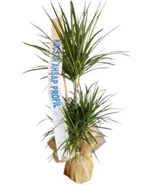 3'lü Dracena Marginata Fuar Aranjman
