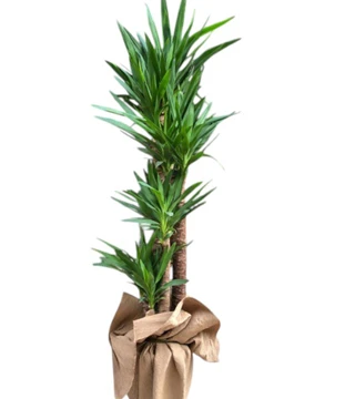 4 Köklü Yucca 