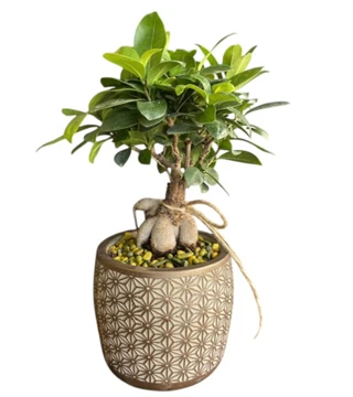 Bonsai Bitkisi