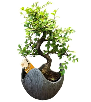 Şık Seramikte Bonsai