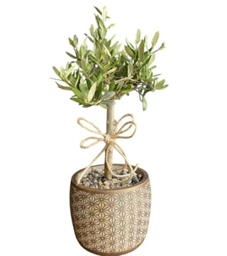 Bonsai Zeytin Ağacı