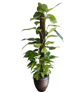 Epipremnum Aureum Mosstok Büyük Boy (Patos Sarmaşığı)
