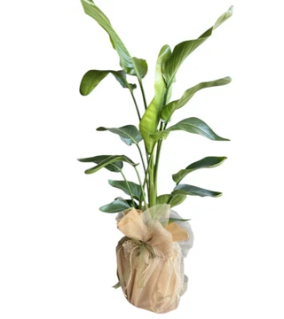 Büyük Strelitzia Bitkisi 