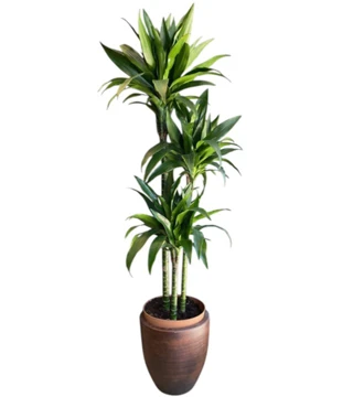 Dracaena Fragrans Janet