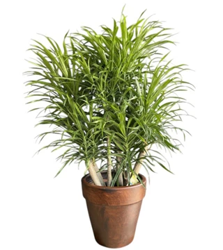 Dracaena Reflexa Anita