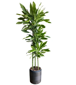 Dracena Cinto 