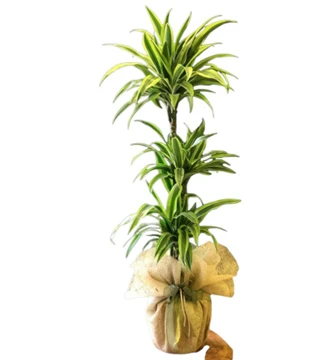 Üçlü Dracaena Lemon 