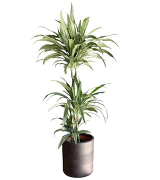 Dracaena Warneckii