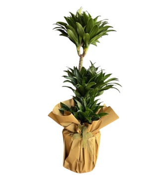 3'lü Dracena Compacta