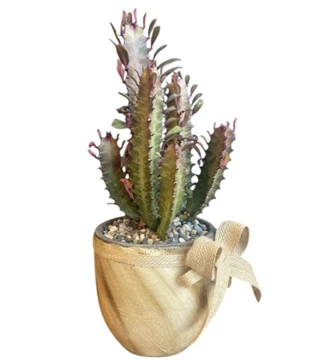 Eforbia Kaktüs