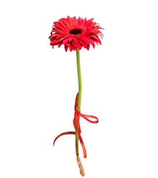 Gerbera
