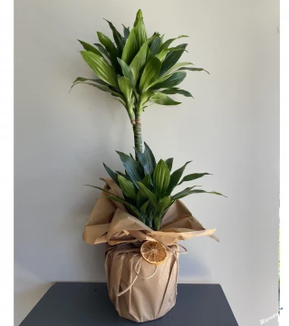 İkili Dracaena Compacta