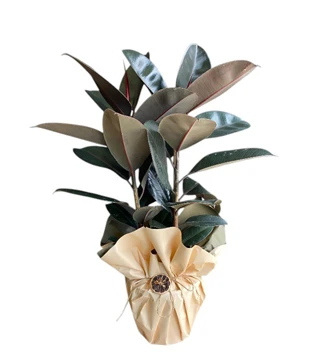 Kauçuk Ficus Elastica