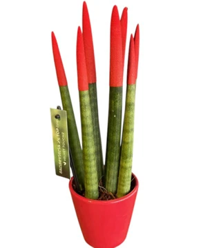 Kırmızı Sansevieria