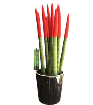 Kırmızı Sansevieria