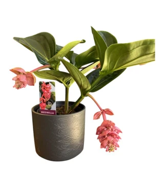 Medinilla Çiçeği 