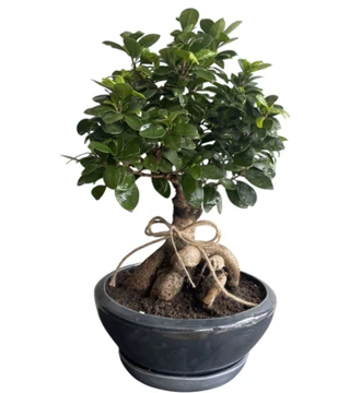 Midi Boy Ficus Bonsai 