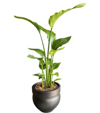 Strelitzia Bitkisi