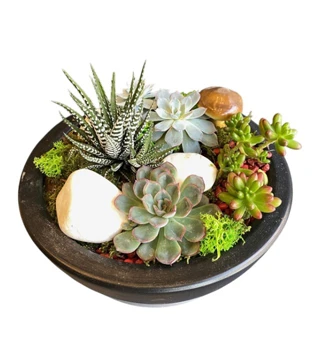 Mix Succulent Tanzim