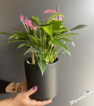Seramikte Pembe Antoryum 