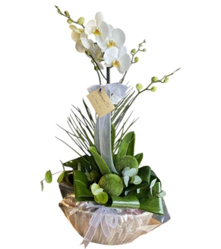Phalaenopsis Çatallı Orkide