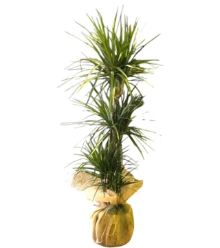 3 Lü Dracena Marginata