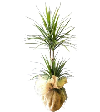 2 Li Marginata
