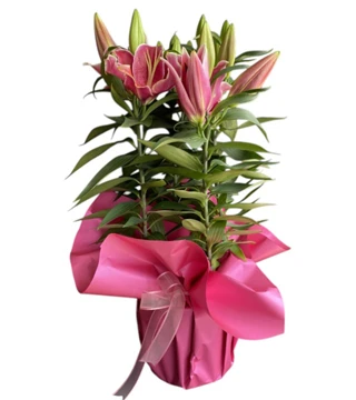 Saksıda Pembe Lilyum