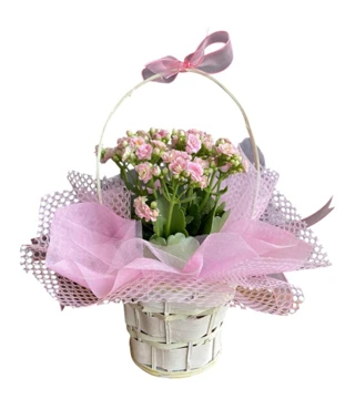 Sepette Pembe Kalandiva