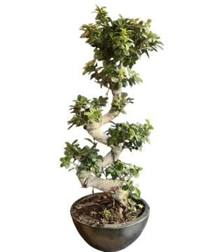 Spiral Bonsai Bitkisi