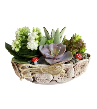 Sukulent Kalanchoe Tanzimi 