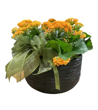 Turuncu Kalanchoe Çiçeği