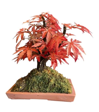 Yapay Bonsai Çınar Ağacı