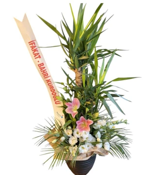 Yucca Bitkisi Fuar Aranjmanı