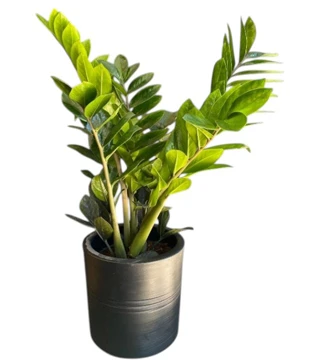 Zamia Çiçeği