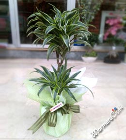 2 li Varnenski Saksı Çiçeği