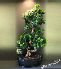 S Bonsai