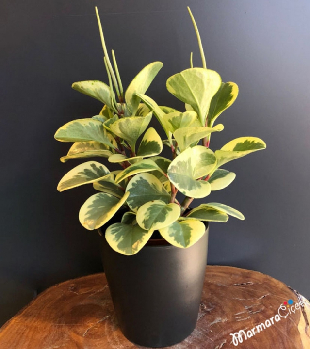 Peperomia Obtusifolia