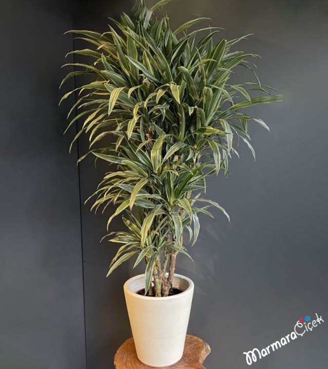 Dracena Warneckii