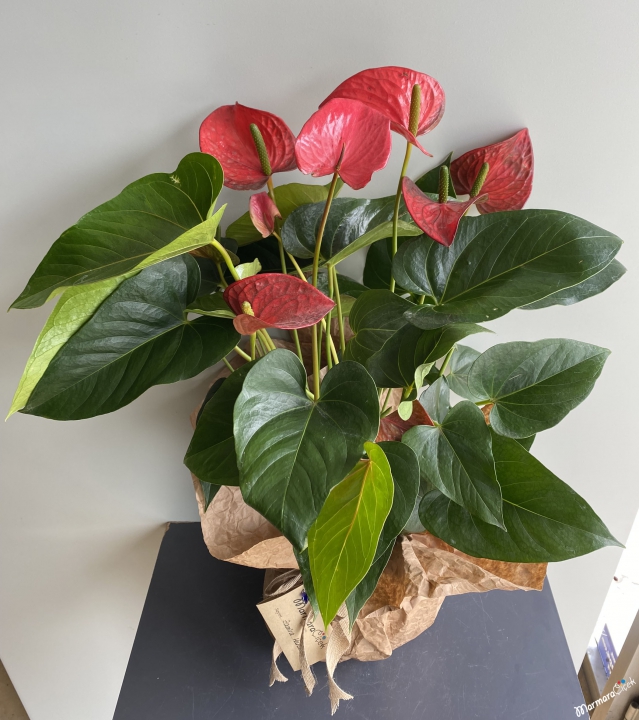 Anthurium Flower