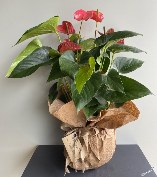 Anthurium Flower