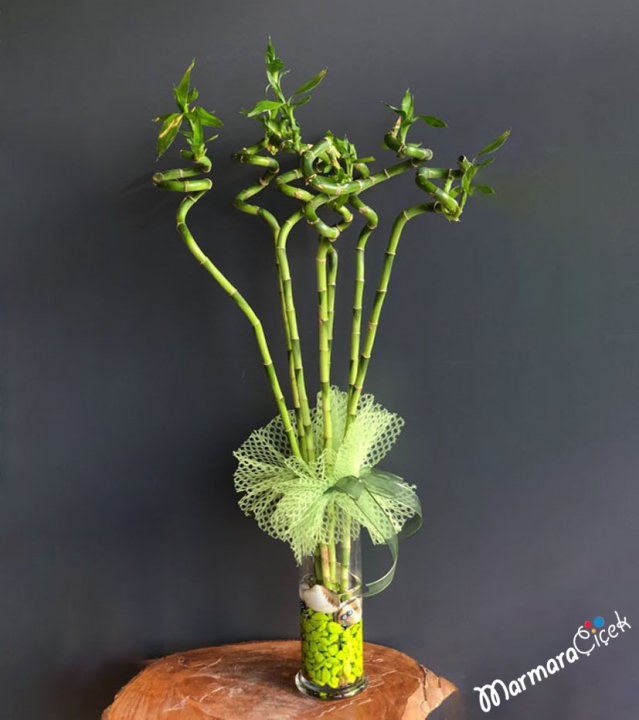 Luck Bamboo