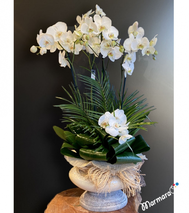White Orchid with 4 Branches